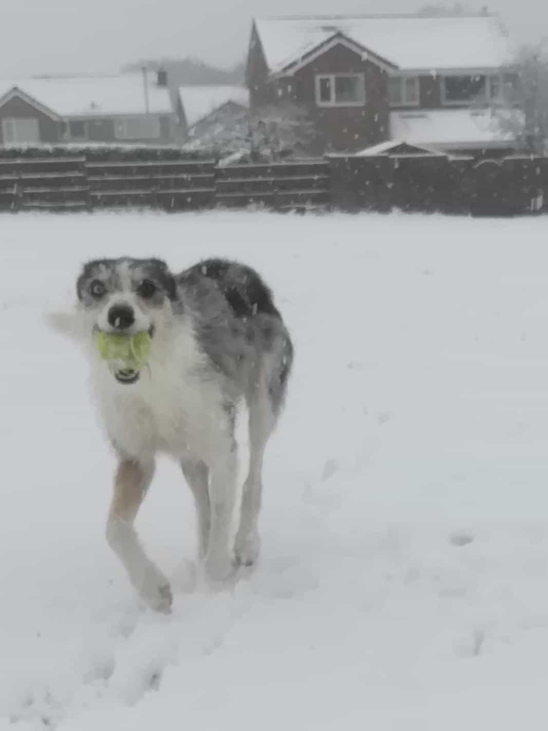 Tess_Lurcher